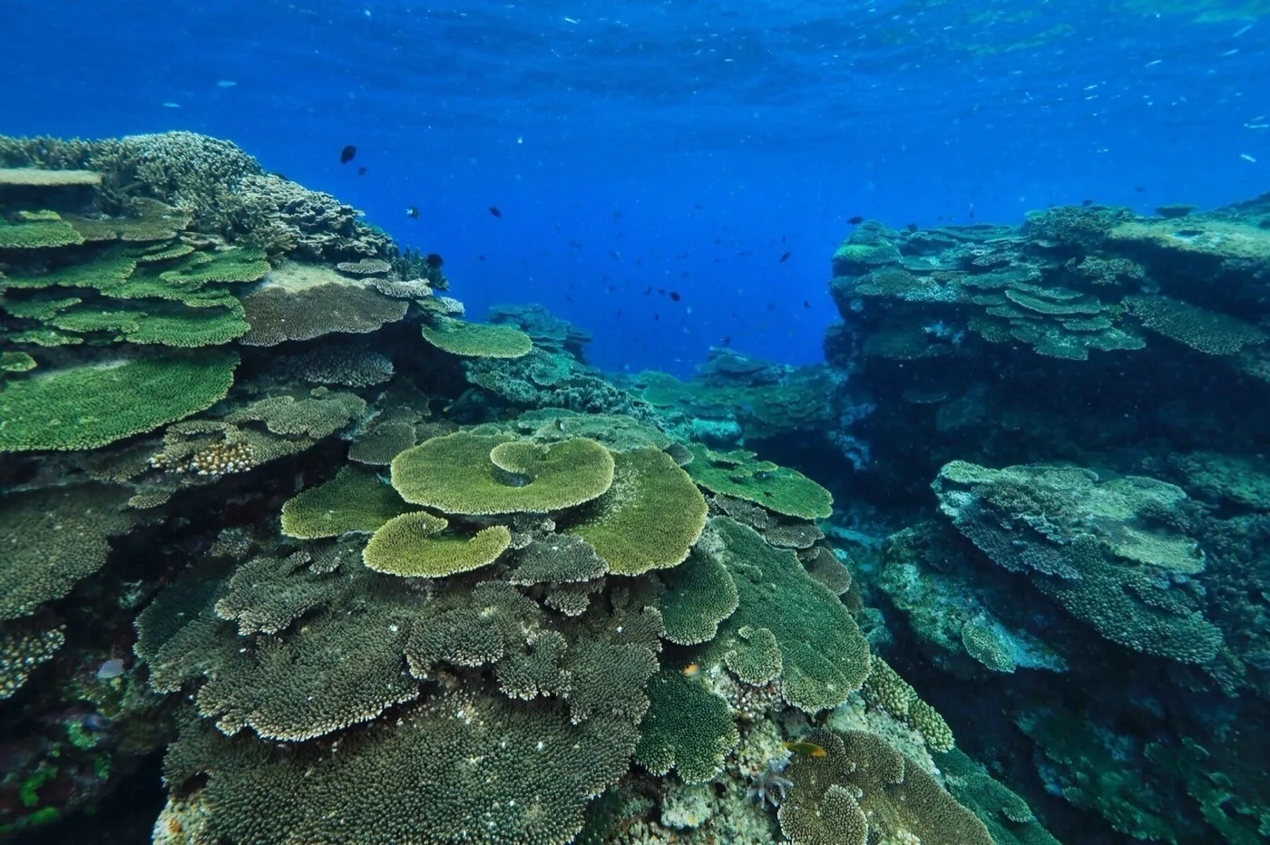 奄美大島の海